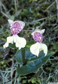 Disperis Micrantha Common Name The Nilgiri Mountain Disperis Nilgiri Is An Indian Mountain Range Found In Th Beautiful Orchids Rare Orchids Orchid Flower