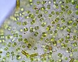 Image result for Phylohydrax