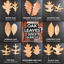Image result for white oak leaf