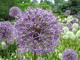These Look Like Purple Dandelion Puffs Lol D Planting Bulbs Allium Giganteum Plant Finder