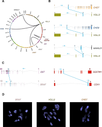 Sin información / ranking ventas. Hybrid Schwannoma Perineurioma Frequently Harbors Vgll3 Rearrangement Modern Pathology