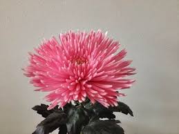 Chrysanthemums Beautiful Flowers Chrysanthemum Flower Power