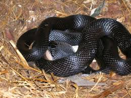 Black Mamba On Eggs Black Mamba Snake Snake Wallpaper Black Mamba