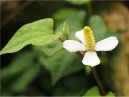 Image result for Tephrosia tanganicensis