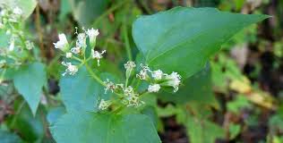 Image result for Mikania cordata