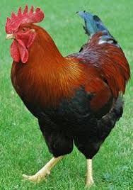 Black And White Speckled Chicken Name Welsummer Livestock Profile Chickens Backyard Pet Chickens Beautiful Chickens