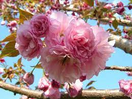 Blooming Trees For Mid April Flowering Cherry Tree Ornamental Cherry Blooming Trees