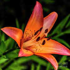 Tiger lily is a fictional character in j. Art Of The Tiger Lily Photograph By Janice Pariza