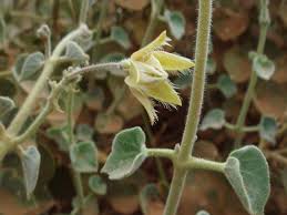 Image result for Pergularia