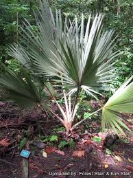 Image result for Latania loddigesii