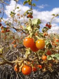 Image result for Solanum cyaneopurpureum