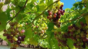 Tipps Zum Eigenen Weinanbau Pflanzen Weinpflanze Garten Pflanzen