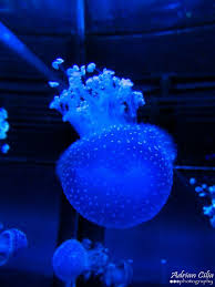 Sea Life Aquarium Gardaland Italy Lake Garda Italy Italy Holidays