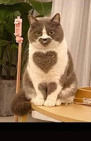Epingle Par Danya Sur Cok Sirin Hayvanlar En 2020 Animaux Adorables Bebes Animaux Mignons Animaux Mignons