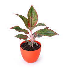 Maybe you would like to learn more about one of these? Aglaonema Siam Aurora Lipstick Red Plant Available In 5 Different Pots Green Red Orange Yellow Blue Amazon In Toys Games