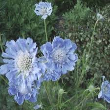 Scabiosa Seed Blue Pincushion Flower Seeds Flower Seeds Scabiosa Flowers Summer Flowers Garden