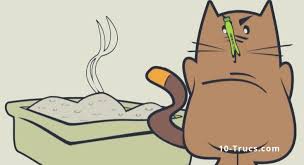 Meilleure litiere chat anti odeur. Odeur De Litiere A Chat 10 Trucs Contre Cette Mauvaise Odeur