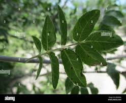 Image result for Commiphora angolensis