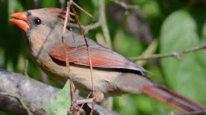 Use them in commercial designs under lifetime, perpetual & worldwide rights. Female Cardinal Bird Singing Song Sounds Youtube