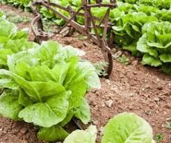 In addition to lettuce being used in sandwiches, the outer leaves can be used as lettuce cups for a lighter alternative to wraps and pitas breads. How To Know When Romaine Lettuce Is Ready To Pick Hunker Regrow Romaine Lettuce Growing Lettuce Hydroponic Growing