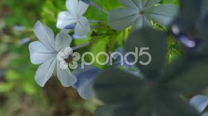 Nature Flower Motion In 4k Stock Footage Ad Flower Nature Motion Footage Nature Motion Flowers