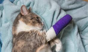 Your cat's limping could also be accompanied by the following symptoms: Lameness In Cats Petcoach