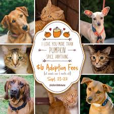 Petsmart training petsmart's accredited pet training instructors can help you achieve positive make their birthday, adoption day, training graduation or any day (do you. 6 Adoption Fees Asheville Asheville Humane Society Facebook