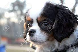 We did not find results for: Cute Puppy Cavalier King Charles Spaniel Puppy Tricolor Stock Photo Picture And Royalty Free Image Image 27586452