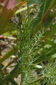 The hairless stems are medium green, terete, and often slightly grooved. Love In A Mist Nigella Damascena