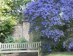 Maybe you would like to learn more about one of these? Ceanothus