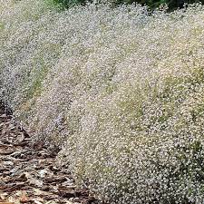 Gypsophila Paniculata White X 3 Buy Online Order Now Baby S Breath Plant Babys Breath Gypsophila