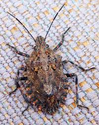 Pin On Bugs Frogs Reptiles Etc