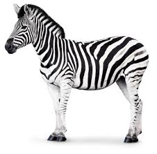 He knows exactly where the zebras live. Zebra Facts For Kids Why Are Zebras Striped Dk Find Out