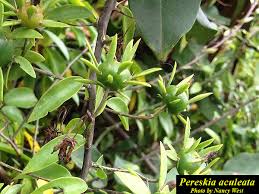 Image result for Pereskia aculeata