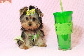 🐩 world famous teacup puppy boutique! Pets Cute Tiny Teacup Yorkie Puppies For Sale Scotland South Lanarkshire Okoloo