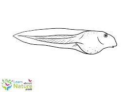 We found for you 15 pictures from the collection of tadpole coloring frog anatomy! Tadpole Coloring Page Learn About Nature