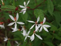 Image result for Gutenbergia trifolia