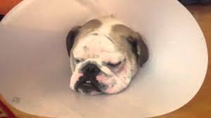 French bulldog cherry eye is probably one of the most irritative conditions your pooch can develop. Bubba The Bulldog After Getting Cherry Eye Fixed Youtube