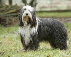 Immagine di Bearded Collie dog breed
