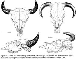 Bison Cowskulls Jpg 475 370 Bull Skull Tattoos Animal Skull Drawing Cow Skull Tattoos
