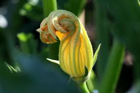 La Cuisine Du Jardin Fried Zucchini Flowers Zucchini Blossoms Zucchini Flowers