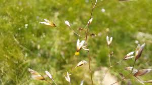 Image result for Avenella flexuosa