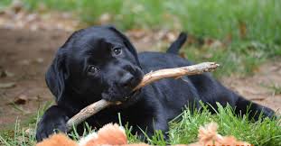 Greenfield puppies has puppies for sale in north carolina! Ashland Labrador Retrievers Keeping The Breed Pure No Dilutes Coat Colors