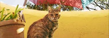 Zudem sollte sich die katze den namen leicht merken können, wobei auch der klang des katzennamens eine rolle spielt. Im Sommer Leben Katzen Gefahrlich Tierwelt