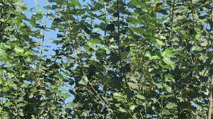 Image result for Zanha golungensis