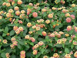 Image result for Lantana moldenkei