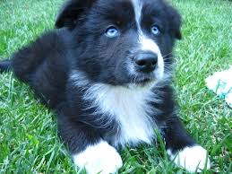 Black And Brown Australian Shepherd Puppy All Australian Shepherds All The Time Photo Australian Shepherd Australian Shepherd Puppies Aussie Puppies