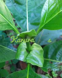 Image result for Mitragyna rubrostipulata