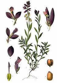 Image result for Polygala persicariifolia