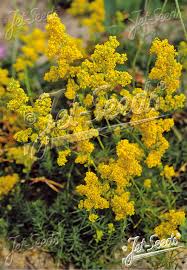 Image result for Galium verum